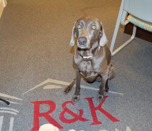 Photo of the office mascot, Riley, at R & K Custom Homes in Greensboro NC